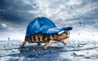 Turtle blue hat walking water - face and head free wallpaper for desktop
