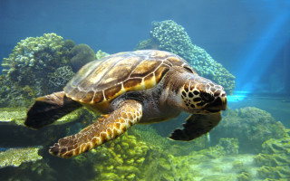 Turtle swimming aquarium algaes rocks - the background and sunlight free wallpaper