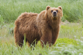 Brown bear serious look grassy - a brown bear free wallpaper