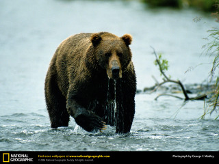 Bear standing water fish branch - a fish free wallpaper