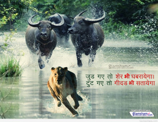 Bulls running river caption foreign - foreign free wallpaper