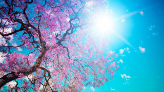 Pink cherry blossom tree sun - a clear day free wallpaper for desktop