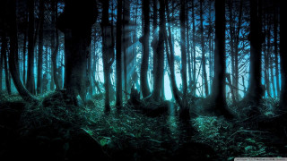 Forest trees grass night bright 3 - the middle of it free wallpaper for desktop