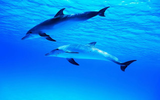Dolphins swimming ocean sunlight underwater - underwater free wallpaper for desktop