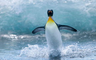 Penguin jumping water ocean waves - a penguin free wallpaper for desktop