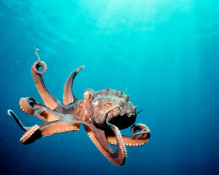 Octopus swimming ocean tentacles extended - the side of its free wallpaper