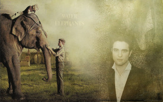 Man elephant cat picture standing - matte drawing free wallpaper