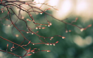 Branch water drops leaf blurry - visible free wallpaper