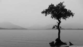 Tree lake mountains foggy bw - the foggy day free wallpaper for desktop