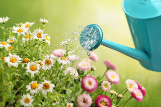 Watering can pouring water field - daisy free wallpaper