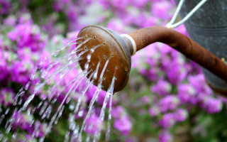 Person watering flowers hose head - a hose free wallpaper for desktop
