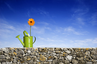 Green watering can flower stone - bloom free wallpaper for desktop