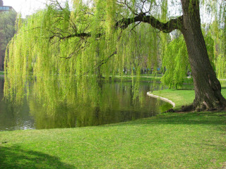 Tree water bench building foreground - free spring wallpaper