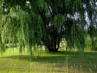 Large tree grassy field fence - a bench under free wallpaper for desktop