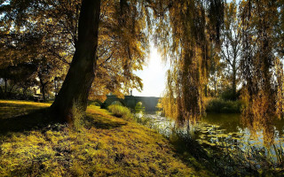 Tree yellow leaves water house - photography free wallpaper