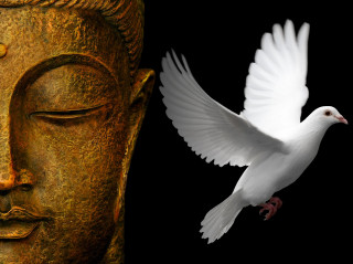 White dove buddha statue wings - its wing free wallpaper