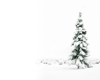 Snow covered tree snowy field - ambient occlusion free wallpaper