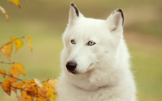 White dog blue eyes autumn - a field of leaves free wallpaper for desktop