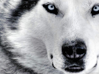 Dog blue eyes nose ring 2 - a black nose and nose ring free wallpaper