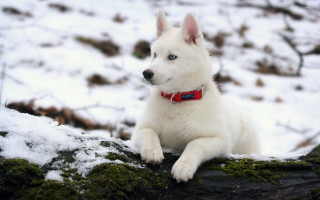 White dog blue eyes sitting - in the snow free wallpaper