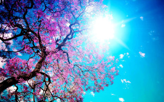 Tree purple flowers sun blue - erin hanson free wallpaper