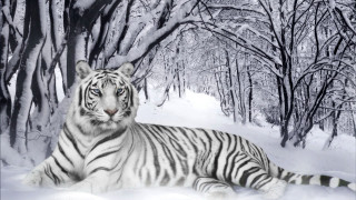 White tiger snow trees ground 3 - a white tiger free wallpaper