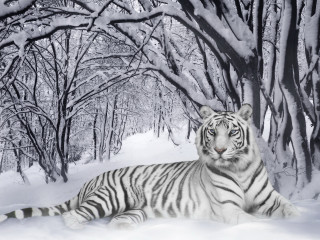White tiger snow trees ground - a white tiger free wallpaper