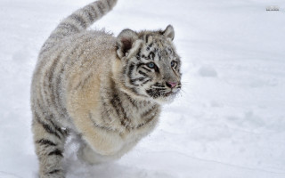 White tiger running snow wild - a white tiger free wallpaper