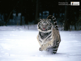 Tiger running snow forest night - in a forest area free wallpaper