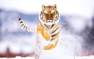 Tiger running snow wild paws 4 - its front paw free wallpaper for desktop