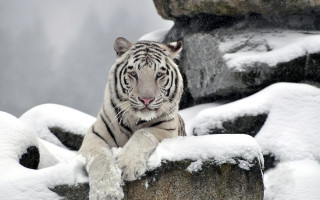 White tiger snow covered rocks - a gray sky in the background free wallpaper