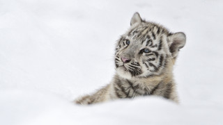 White tiger cub snow curious - wildlife photography free wallpaper for desktop