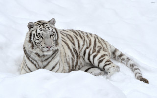 White tiger snow sad looking 2 - a white tiger free wallpaper for desktop