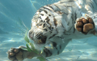 White tiger swimming pool plant - its mouth and a fish free wallpaper for desktop