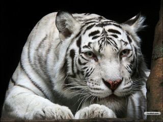 White tiger black background repeated - a white tiger free wallpaper