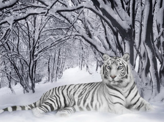 White tiger snow trees ground 2 - a white tiger free wallpaper