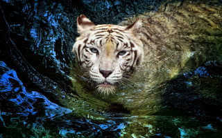 White tiger swimming water blue 2 - animal free wallpaper for desktop