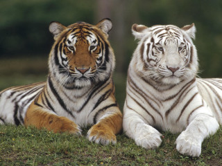 Two white tigers laying grass 2 - the other looking free wallpaper