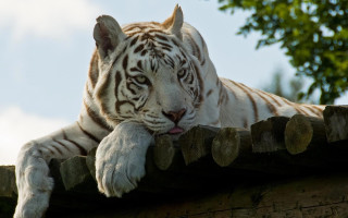 White tiger wooden roof tree - a white tiger free wallpaper