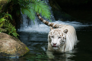 White tiger waterfall rock formation - wildlife photography free wallpaper for desktop