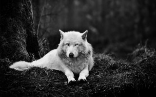 White wolf laying in grass - the grass next free wallpaper