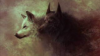 Two wolfs facing red brown - two wolf free wallpaper