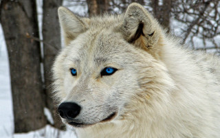 White wolf blue eyes snow - a white wolf free wallpaper