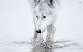Wolf walking water snow droplets - caspar wolf free wallpaper for desktop