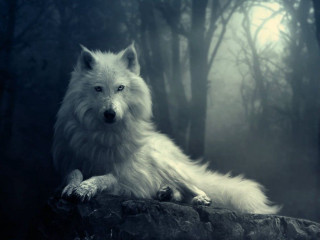 White wolf sitting rock woods - a white wolf free wallpaper