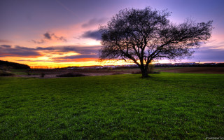 Tree field sunset clouds sky 10 - a sunset in the background free wallpaper for desktop