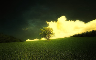 Lone tree field cloudy sky 28 - a dark cloud free wallpaper