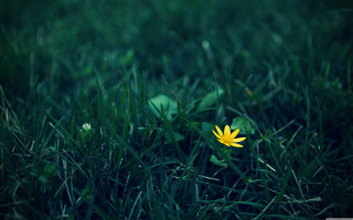 Yellow flower grass sunny day - single free wallpaper for desktop