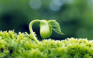 Green plant sprouting ground leaf - free nature wallpaper
