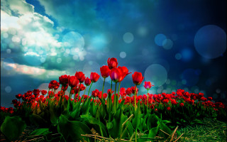 Red flowers blue sky clouds 5 - dirck van der lisse free wallpaper